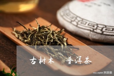 古树木 普洱茶/2023040932725